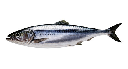 Naklejka premium Fresh mackerel featuring shiny scales on display at a local market in the early morning light