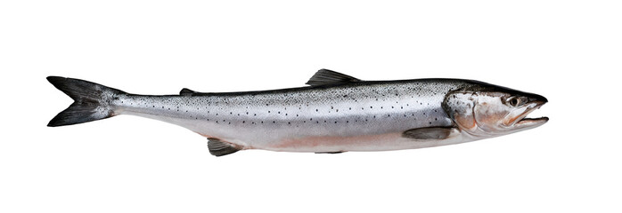 Single salmon fillet displaying realistic texture and color under studio lighting conditions