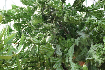 Euphorbia trigona has three stalks, square ribs, each rib has a thorn on edge. Euphorbia trigona,...