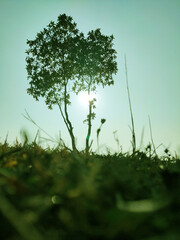 tree near water. Lake of Umrangso Golf course