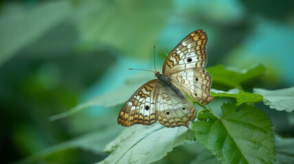 Butterfly Photography
