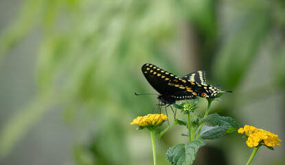 Butterfly Images