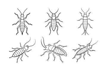 Earwig (Dermaptera) insect silhouette design, labeled line art vector illustration.