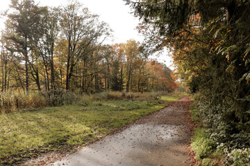 Fototapeta premium Hiking trail path forest with tall trees and fallen autumn leaves on the ground. Explore nature adventure.