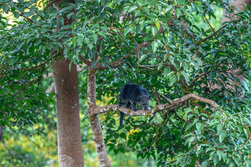 Binturong (Bear Cat) It belongs to the civet family. It has a large head, gray fur on the face, small round ears, a long body, and rough, black fur.