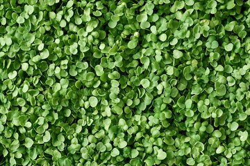 Obraz premium Fresh Green Leafy Background Texture for Natural and Organic Design Elements