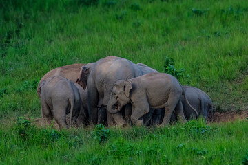 Fototapeta premium Elephants are large mammals and are the largest land animals. Wild elephants eat plants. They are big, have a small head, big legs, and have a trunk that reaches to the ground. That trunk is the nose.