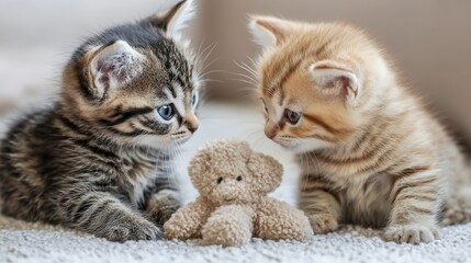Playful Kittens with a Plush Toy on Carpet