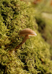 Fototapeta premium Mushroom in forest growing on moss side of tree. Fall autumn photography in nature with selective focus on growing fungi. Fairy tail.