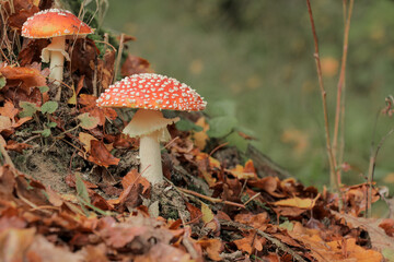 Red mushroom in forest. Fall autumn photography in nature with selective focus.