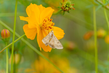 キバナコスモスと蛾の自然の調和