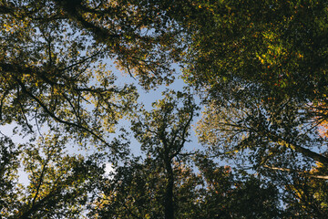 Fototapeta premium Leaves on tree branches captured from below during fall autumn time. Forest, woods scenery. Vertical portrait photo.