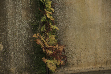 Fern growing on concrete wall near water. Plant in nature city combination. Overgrown building covered in plants.