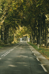 Road street surrounded by trees. Row of tree alongside empty highway. Evergreen forest, nature, park. Vertical portrait photo.