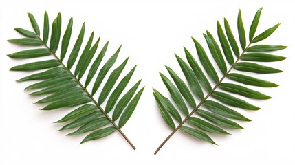 Green Tropical Palm Leaves Isolated on White Background for Nature and Decor Themes