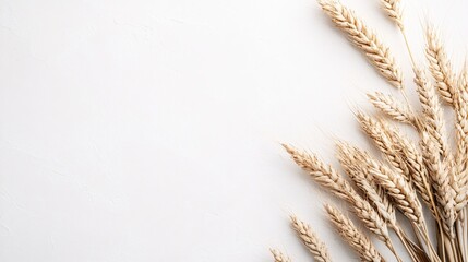 Dried wheat stalks arranged on a light background for rustic and natural themes