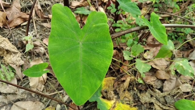 Colocasia esculenta cultivated root vegetable taro corm plant