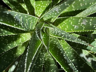 aloe vera plant