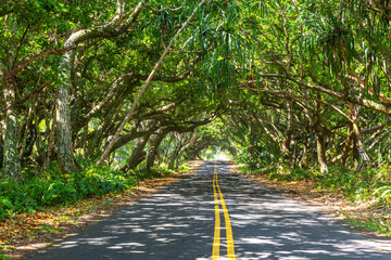 Beautiful tree tunnel in Hawaii on the Big Island shows the lush and unique beauty of the areas as you drive the scenic highways and byways, tree

