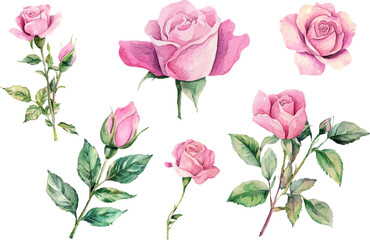 pattern with pink roses