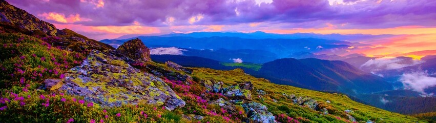 blooming red pink rhododendrons flowers in the mountains, amazing panoramic nature scenery	