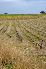 Agricultural part of the Sicily, Italy