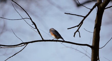 Eastern Bluebird Perched High Above in Olathe KS