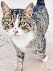 Fototapeta premium portrait of a cat