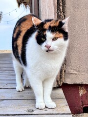 portrait of a cat