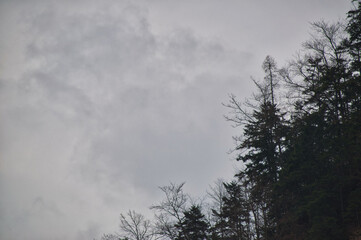 Trees on a high cliff, gloomy day tatra mountains