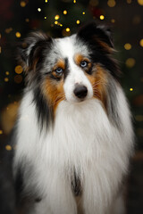 young sheltie dog near the green christmas tree with red  and yellow decorations 