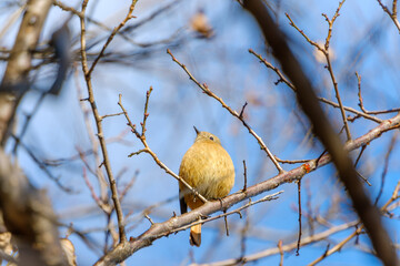 冬の枝に佇むジョウビタキ