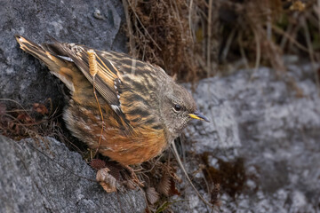 Alpine accentor close look
