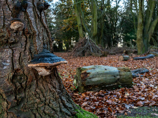 Fototapeta premium Hoof fungus on a tree