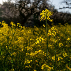 field of yellow flowers