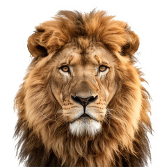 Portrait of lion or lion face portrait on transparent background. Cut out png