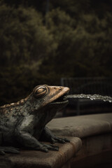 Lucky frog