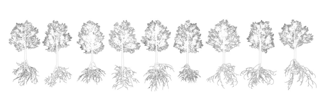 Set of contours deciduous trees with root systems. Vector illustration