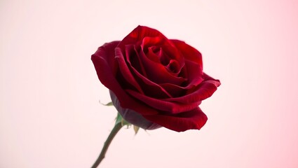 Fototapeta premium Red rose with water drops isolated white background.