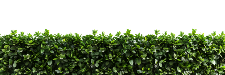 Green hedge or green leaves wall on transparent background. Cut out png