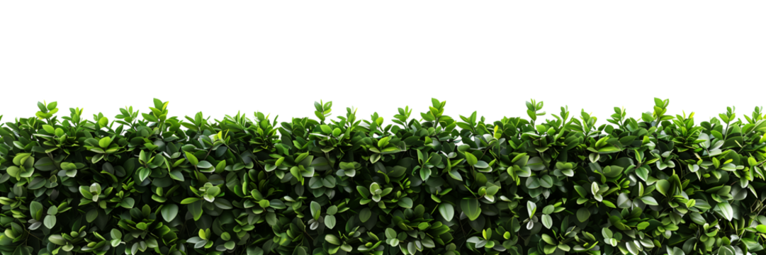 Green hedge or green leaves wall on transparent background. Cut out png