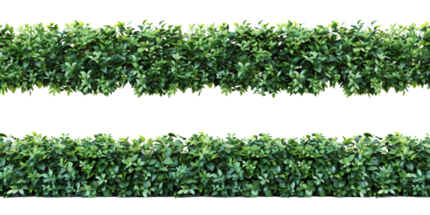 Green hedge or green leaves wall on transparent background. Cut out png