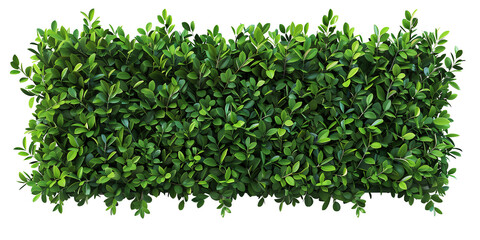 Obraz premium Green hedge or green leaves wall on transparent background. Cut out png