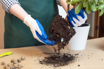 Woman transplants a houseplant into a large flower pot. Houseplant care, annual flower transplant.