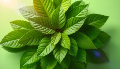 Fresh Greenery: Vibrant Leaves on a Soft Green Background