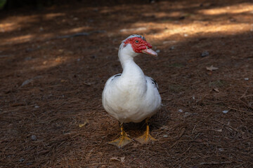 Black and white duck on the ground