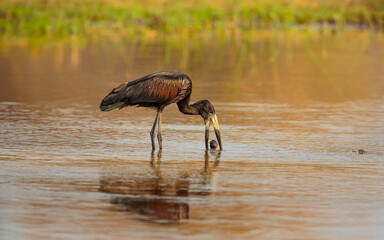 Open-billed Stork (Anastomus lamelligerus) foraging in the Khwai river, Moremi game reserve Botswana