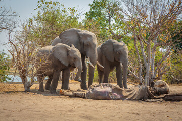 Three African elephants (Loxodonta africana) mourn over the corpse of a deceased relative
