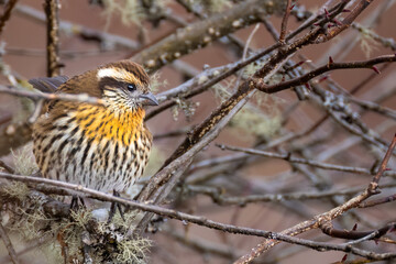 himalayan white browed rosefinch female