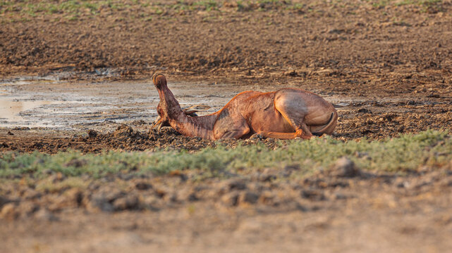 Common tsessebe (Damaliscus lunatus) taking a mud bath, Moremi Game Reserve Botswana 